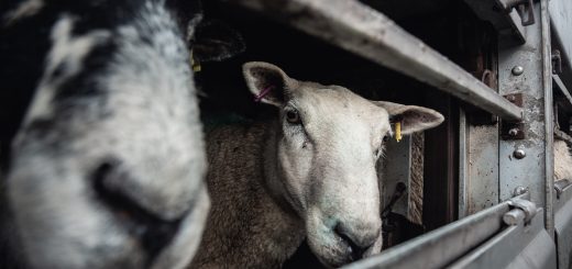 Sheep make intense eye contact as they look out through the metal bars of a multi level transport truck arriving at a halal slaughterhouse. M. Najib & Sons slaughterhouse, Derby, Derbyshire, England, UK, 2022. Tom Woollard / We Animals