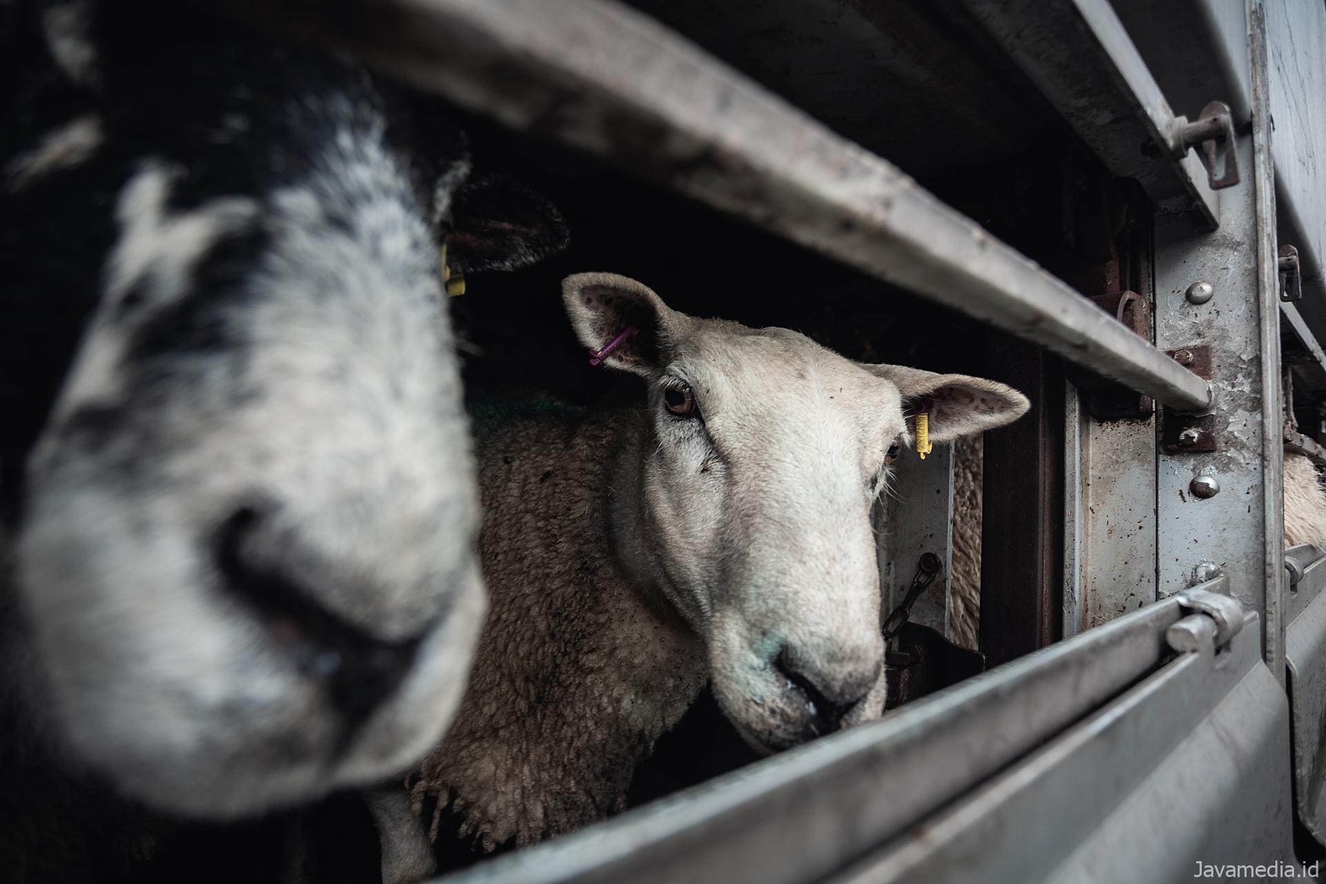 Sheep make intense eye contact as they look out through the metal bars of a multi level transport truck arriving at a halal slaughterhouse. M. Najib & Sons slaughterhouse, Derby, Derbyshire, England, UK, 2022. Tom Woollard / We Animals